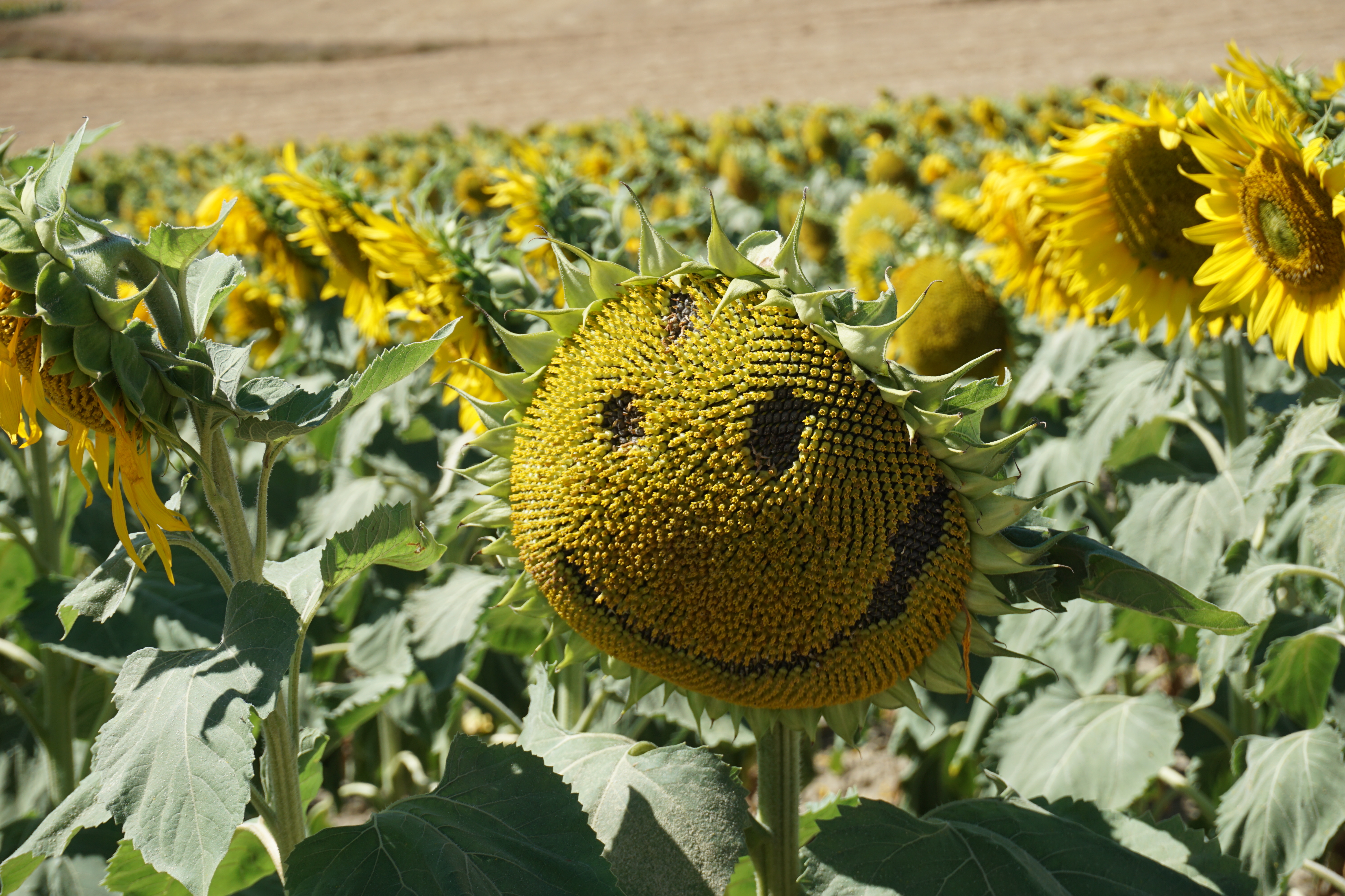 Sunflower